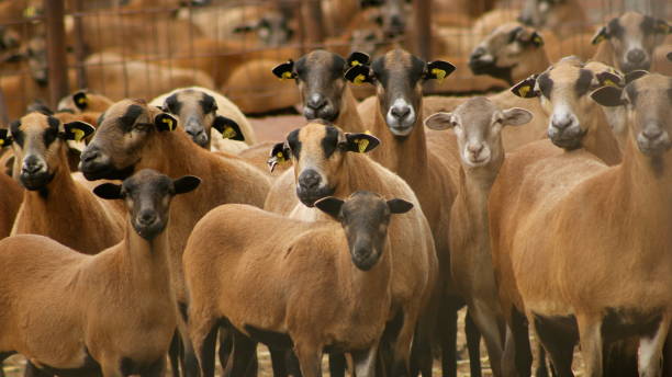 istock Herd of goats watching 845708738