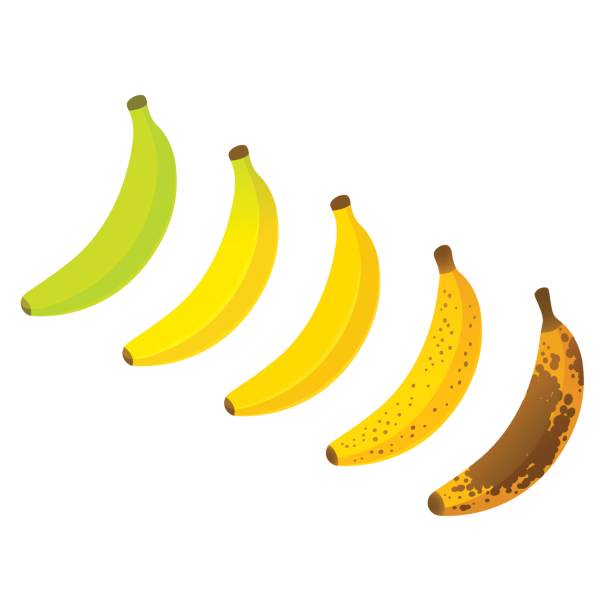 illustrations, cliparts, dessins animés et icônes de tableau de maturité des bananes - banane