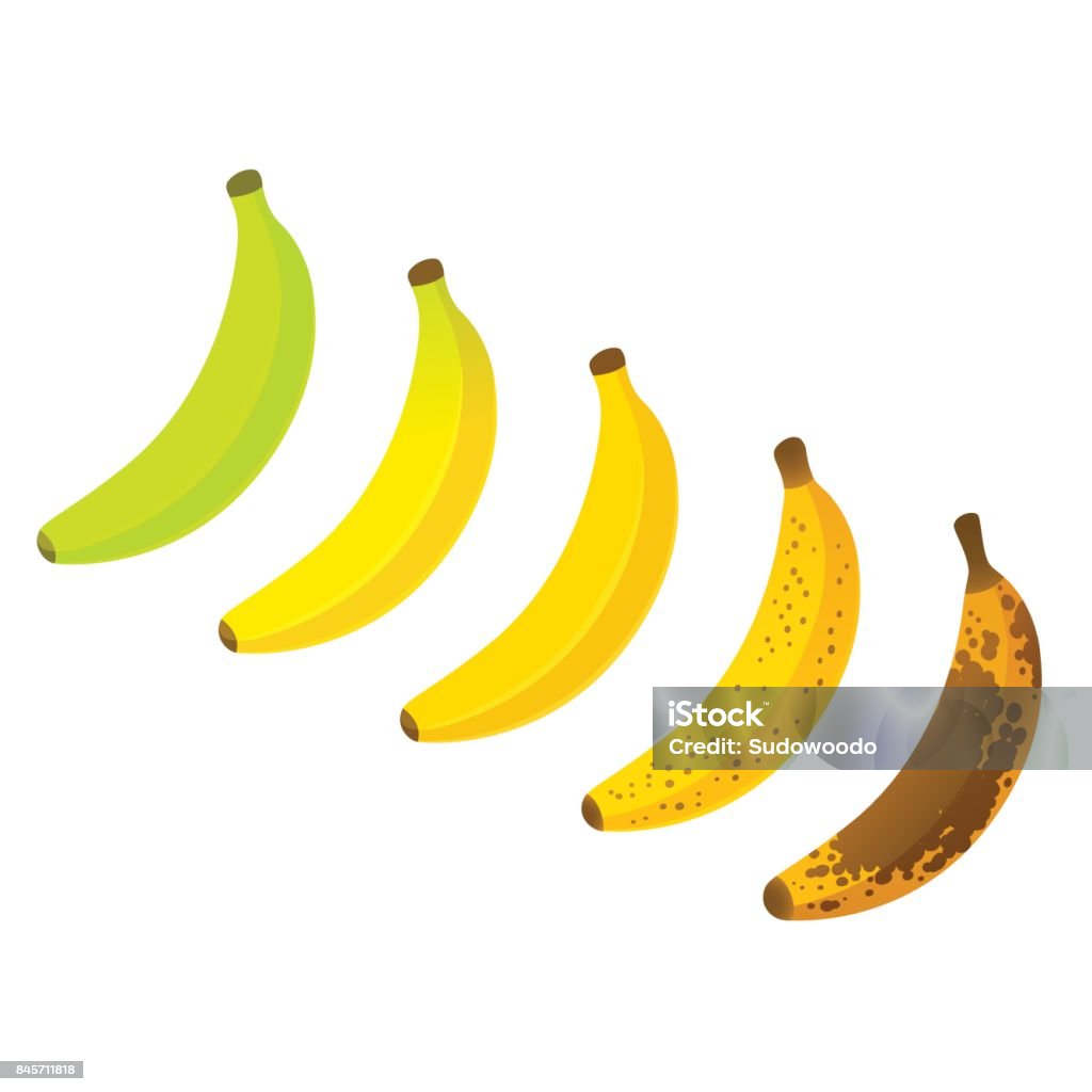 Banana ripeness chart Banana ripeness chart vector illustration. Set of different color bananas, green underripe to brown over ripe. Banana stock vector