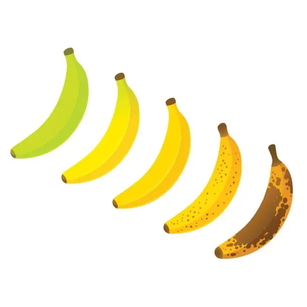 Vector illustration of Banana ripeness chart