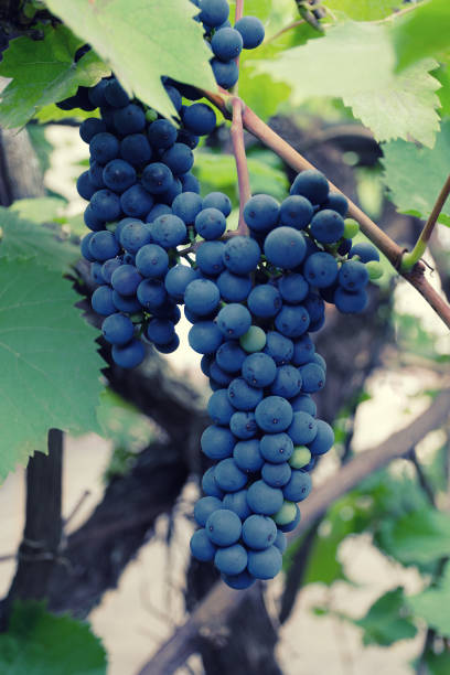 istock Two bunch of ripe blue round grapes on a vine 845711874