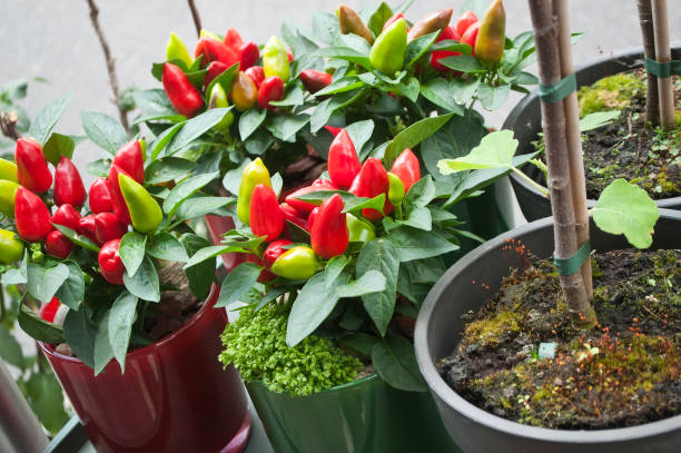 istock pepper decorative plants at the florist shop 845714794