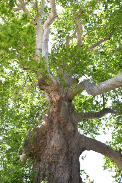 istock Treetop of the magnificent plane tree 845714998