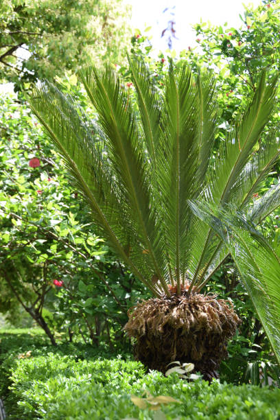 istock Sago palm (Cycas revoluta), in the ornamental garden 845715540