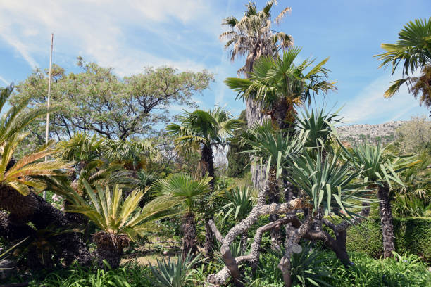 istock Various palms and tropical trees in the botanical garden 845718172