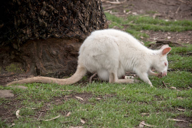istock albino wallaby and joey 845719534
