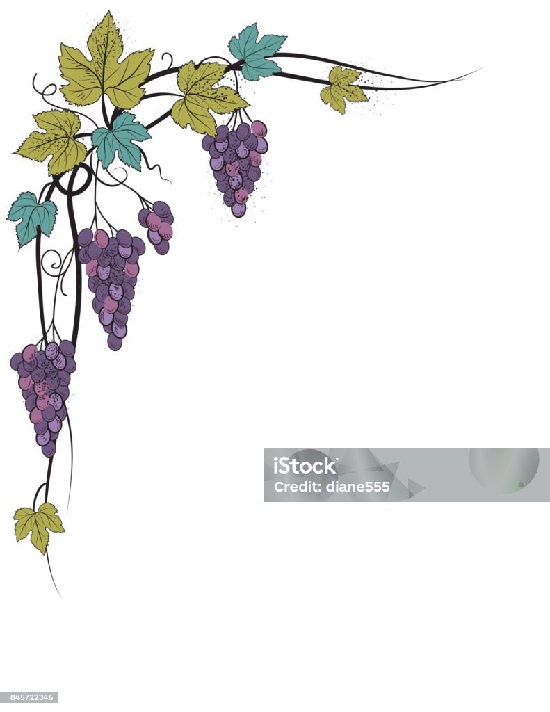 Grapevine Frame Stylized Grapevine Frame With Grapes Leaves And Vines Stock ...