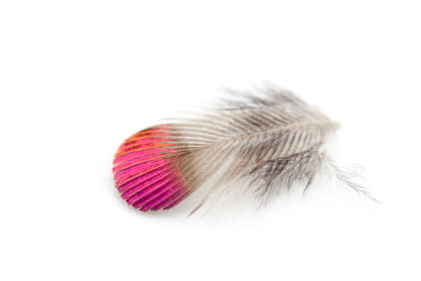 Hummingbird Feather, Macro - Magenta and Gold Gorget of Anna Hummingbird stock photo