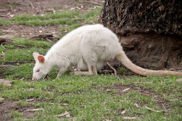 istock albino wallaby and joey 845724580
