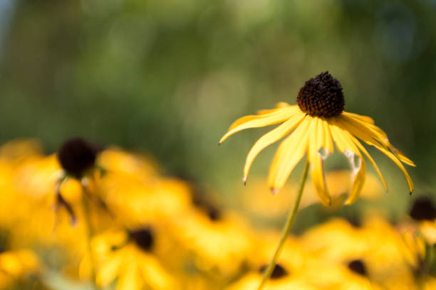 istock Black-eyed Susan 845724960