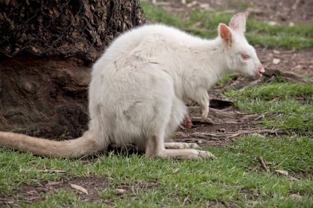 istock albino wallaby and joey 845725562