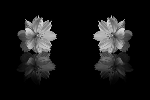 cosmos sulphureus flower of black and white background