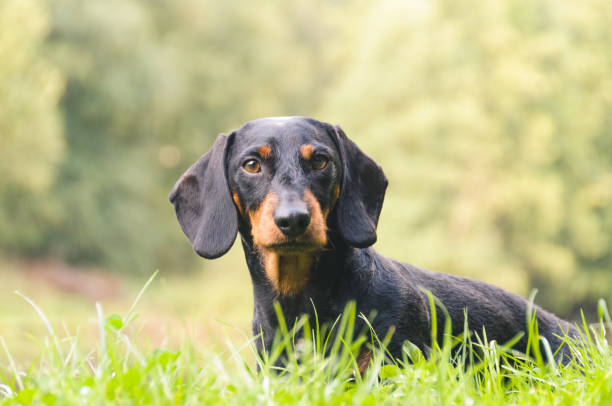 Portrait dachshund in nature stock photo
