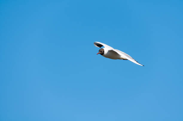 Seagull blue sky stock photo
