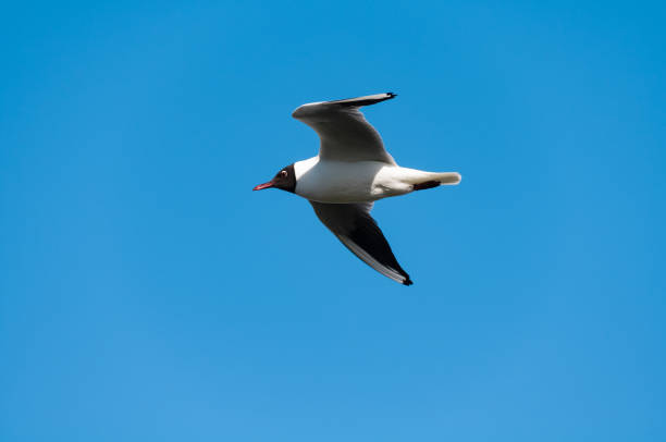 Seagull blue sky stock photo