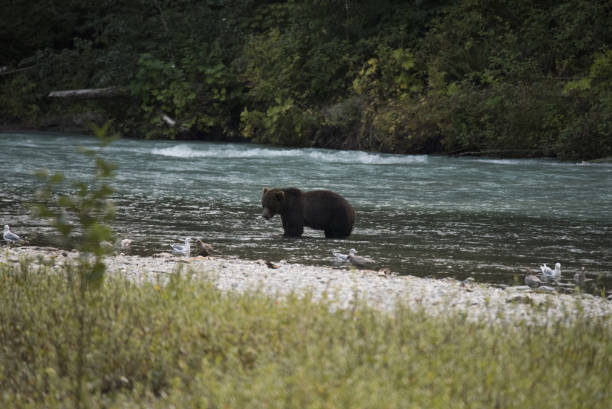 istock Wildlife of pacific northwest 845730094