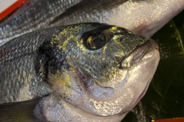 Photo of Sea bream fish close up