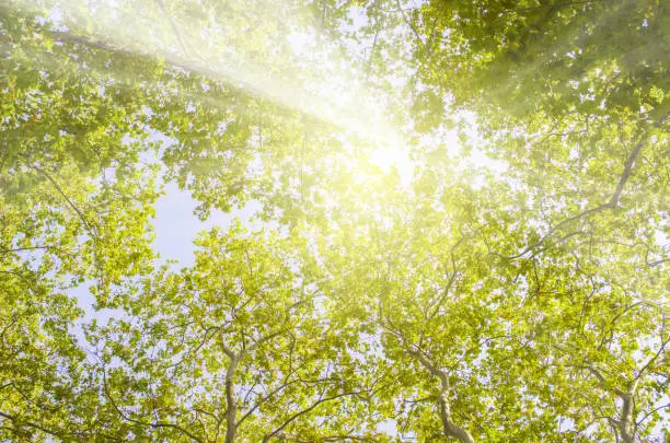 Photo of Warm rays of sunlight breaking through tree crowns in spring