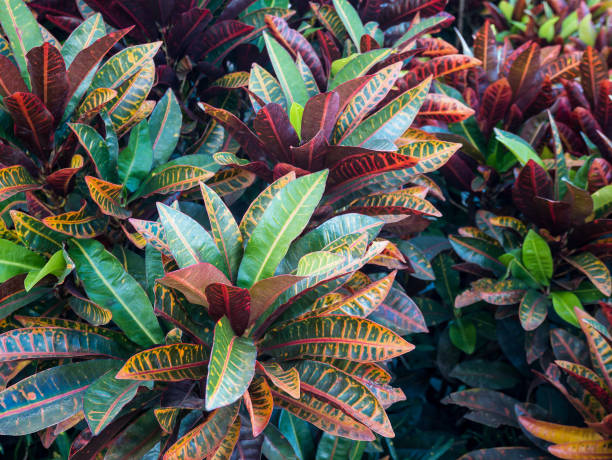 istock Colorful Croton Leaves Background 845739140