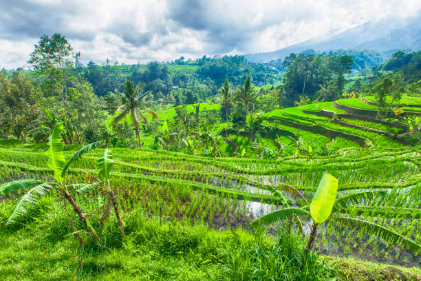 istock View of terraced rise fields in Bali 845739306