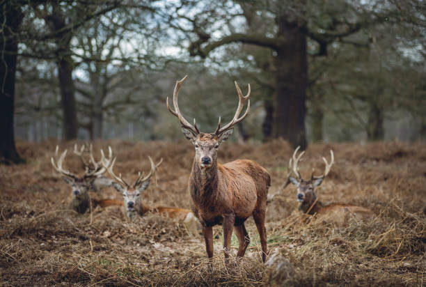 istock King of the Deers 845751204
