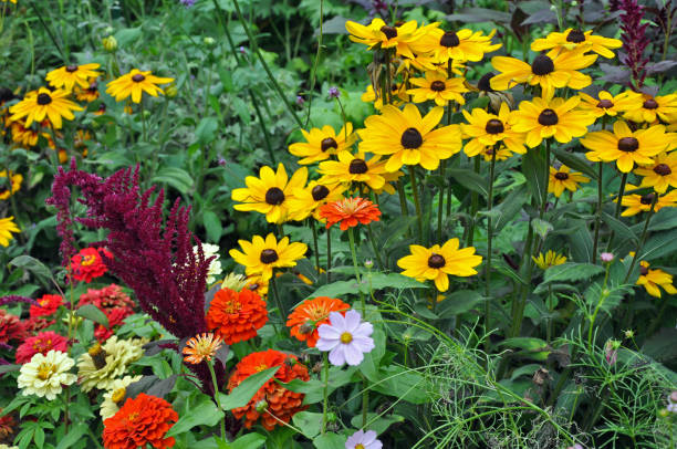 istock Colorful late summer garden 845754152