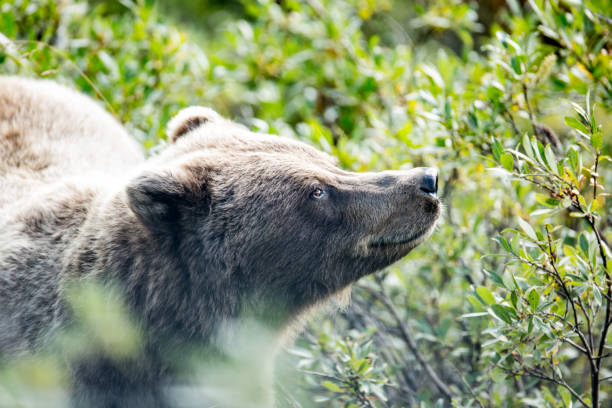 istock Grizzly Gaze 845754168