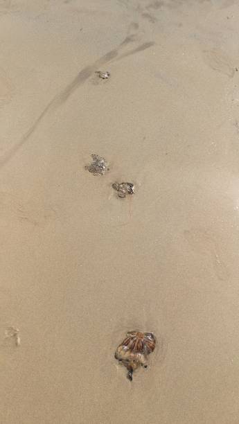istock Compass Jellyfish in the Sand 845754386
