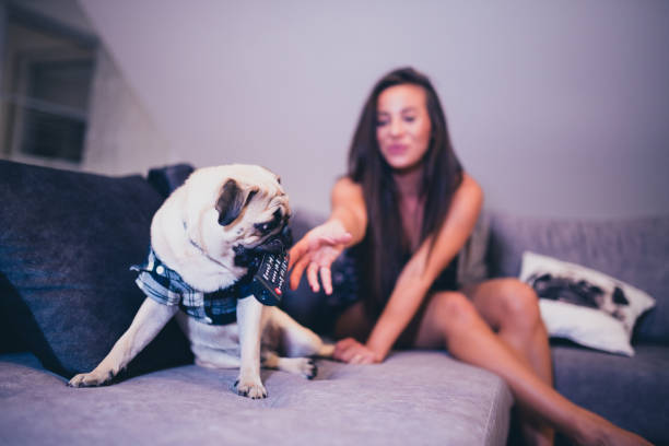 hermosa mujer viendo la televisión con su perro pug - young women sitting simple living eastern europe fotografías e imágenes de stock