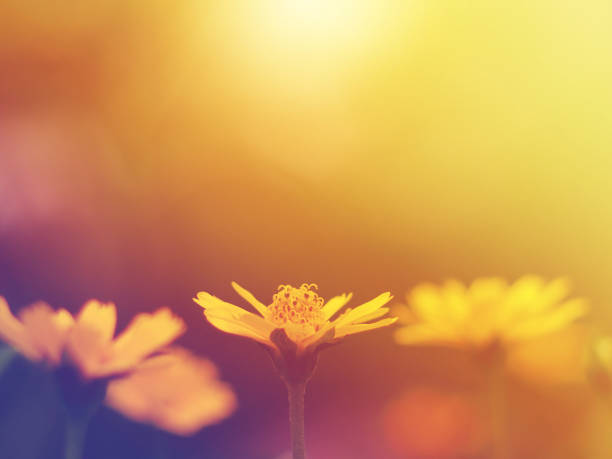 istock Close up small yellow flower blooming with soft style and vintage filter effect. 845769430