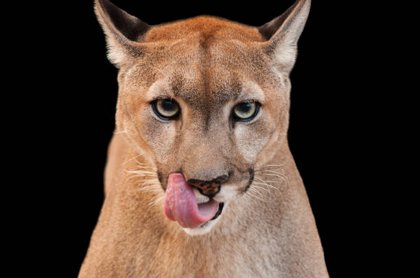 Puma licking it's lips stock photo