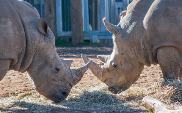 Two Rhinos Feeding stock photo