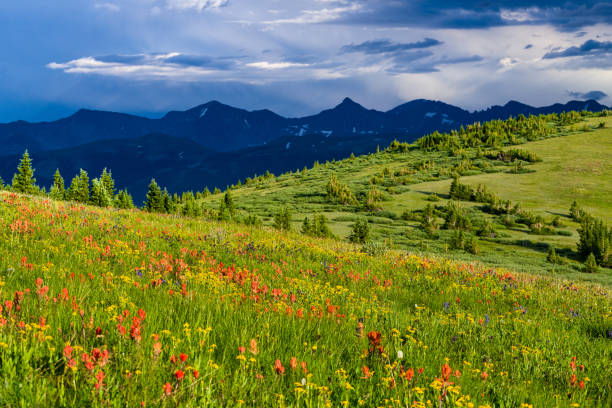 Copper Mountain Summer Wildflowers Copper Mountain Summer Wildflowers - Scenic view in the Tenmile Range. Copper Mountain, Colorado USA. tenmile range stock pictures, royalty-free photos & images