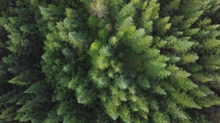 Aerial View of Boreal Nature Forest in Summer