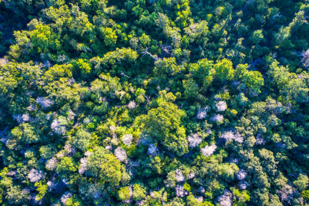 istock Straight down angle above Green Thick Tall Pine Tree Forest Bastrop , Texas Forest Aerial Drone bird's eye view 845778646