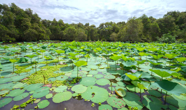 istock Large lotus pond in the nature reserve 845778836