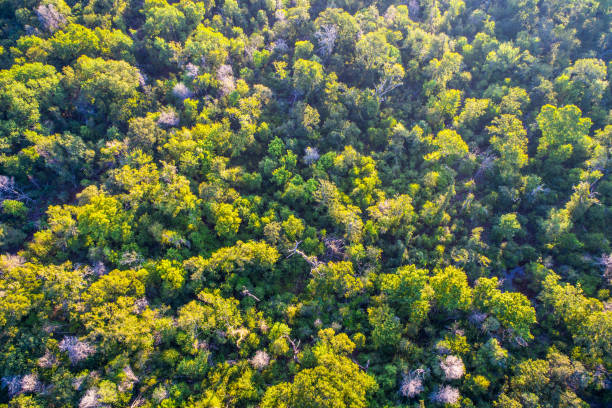 istock Bastrop , Texas Thick Lush Forest Aerial Drone bird's eye view Looking straight down into the Timber 845779300