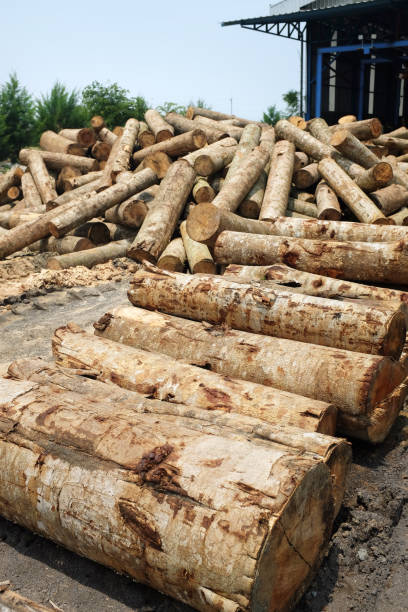 складе кучу пиломатериалов журналы в фанерной фабрике - timber lumber industry redwood stack стоковые фото и изображения