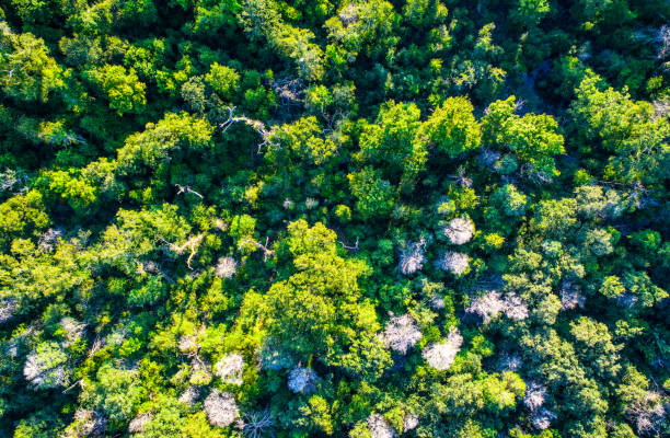Straight down Lush Green Thick Timber Bastrop , Texas Forest Aerial Drone bird's eye view