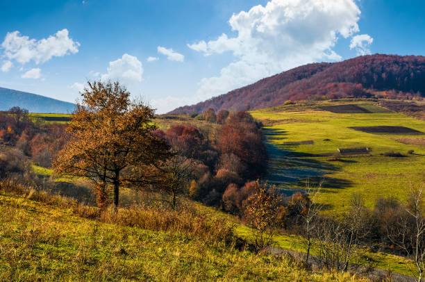 istock tree on hillside in late autumn countryside 845782680