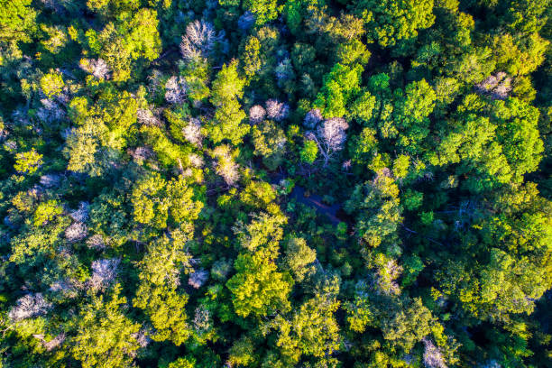 istock Abstract striaght down view Bastrop , Texas Forest Aerial Drone bird's eye view 845786222