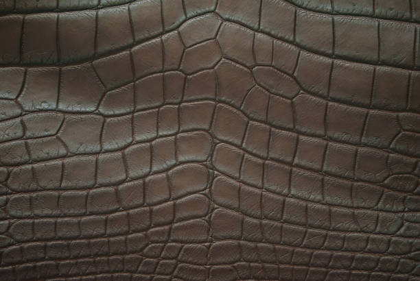 istock Freshwater crocodile belly skin texture background. 845786414