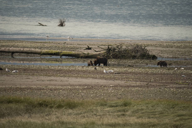 istock Mother brown bear and two young cubs 845786472