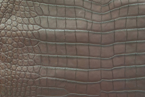 istock Freshwater crocodile belly skin texture background. 845786634