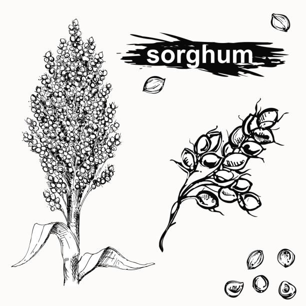 ilustrações de stock, clip art, desenhos animados e ícones de hand drawn monochrome vector illustration set of sweet sorghum, grain, branch. sketch. vector eps 8. - soybean isolated seed white background