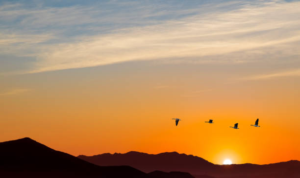 istock Autumn or spring migration of birds 845789588