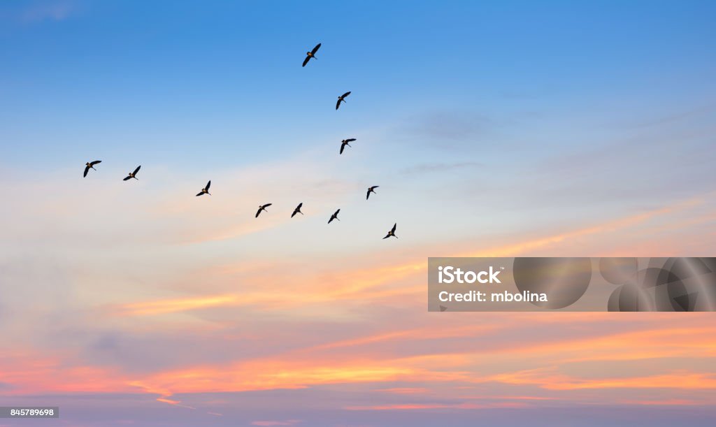 Vögel im Flug vor schönen Himmelshintergrund - Lizenzfrei Vogel Stock-Foto