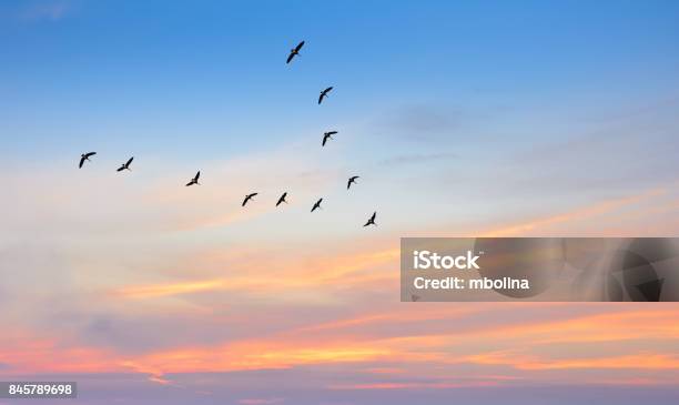 Uccelli In Volo Su Uno Splendido Sfondo Del Cielo - Fotografie stock e altre immagini di Uccello - Uccello, Migrazione animale, Cielo