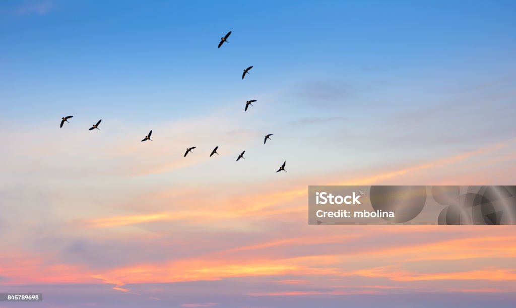 Birds in flight against beautiful sky background Tranquil Scene autumn or spring season conceptual symbol Bird Stock Photo