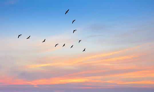 Birds In Flight Against Beautiful Sky Background Stock Photo - Download  Image Now - Bird, Animal Migration, Sky - iStock